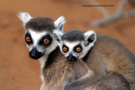 Madagascar Lemurs